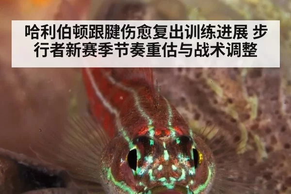 哈利伯顿跟腱伤愈复出训练进展 步行者新赛季节奏重估与战术调整
